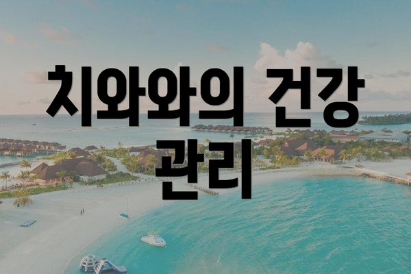 치와와의 건강 관리
